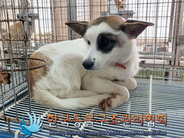 한국동물구조관리협회_441560202301439